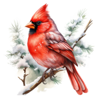 Cardinal Bird For Christmas Event. Watercolor Style. AI Generated png