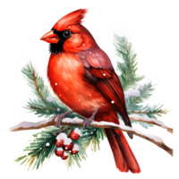 Cardinal Bird For Christmas Event. Watercolor Style. AI Generated png