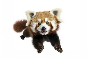 Red panda isolated on white background.AI Generated photo