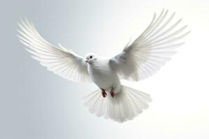 White dove flying on a white background.AI Generated photo