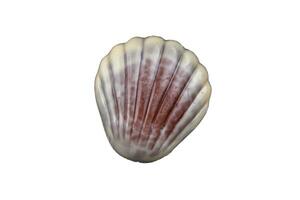 seashell candy chocolate sweet seashells dessert eating meal food snack on the table copy space food background rustic top view photo