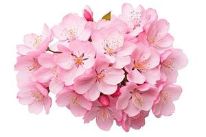 cherry blossom flower isolated on white background with clipping path. cherry blossom sakura isolated on white background with clipping path, AI Generated photo