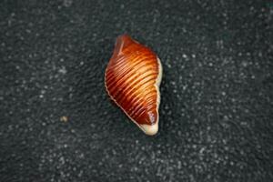 candy seashells delicious chocolate sweet dessert delicious healthy eating cooking appetizer meal food snack on the table photo