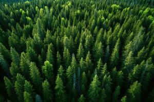 Aerial view of coniferous forest. Top view from drone, Aerial view of green summer forest with spruce and pine trees in Finland, AI Generated photo