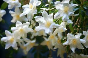 White flowers of jasmine on a dark background, closeup, beautiful jasmine white flowers, AI Generated photo