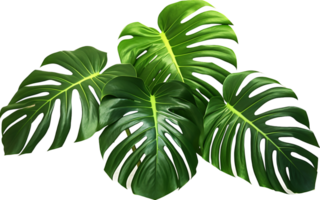 monstera png avec ai généré.