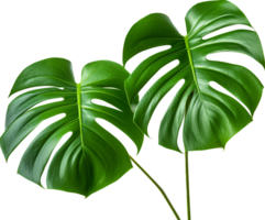 Monstera png with AI generated.