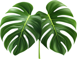 Monstera png with AI generated.
