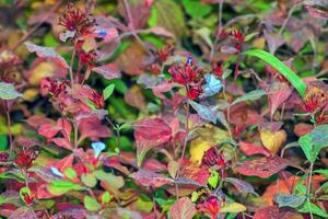 Ceratostigma plumbaginoides a summer autumn flower plant commonly known as blue flowered leadwor photo