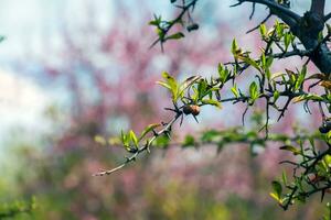 Natural spring background. Pyracantha coccinea in the garden in early spring. The first green leaves and last year's dried berries of Pyracantha coccinea. photo