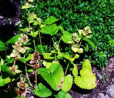 el aromático hierba gatera hierba nepeta cataria florece hierba gatera es usado como un especia. esencial petróleo es usado en dermatología y jabón haciendo. foto