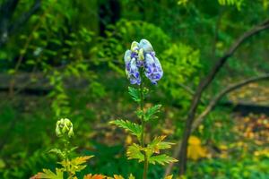 Close-up view of creamy white and purple tinted hooded flowers of Aconitum cammarum Monkshood Bicolor or Aconitum napellus, monk's-hood, aconite, wolfsbane on tall dark green glossy foliage. photo