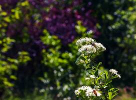 Nature spring background. Pyracantha coccinea white flowers in garden. White firethorn blossoming shrub outdoor. Blooming spring bush Pyracantha coccinea photo