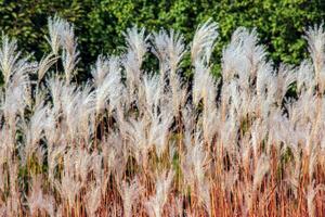 Miscanthus sinensis sways in the wind. Beautiful tall grass in the sun sways in the wind photo