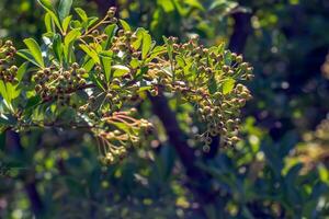 Unripe berries of scarlet firehorn Pyracantha coccinea, red firehorn photo