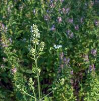 el aromático hierba gatera hierba nepeta cataria florece hierba gatera es usado como un especia. esencial petróleo es usado en dermatología y jabón haciendo. foto