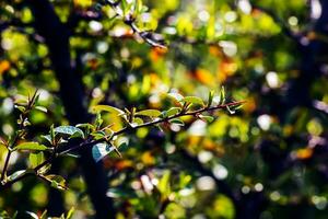 Natural spring background. Pyracantha coccinea in the garden in early spring. The first green leaves and last year's dried berries of Pyracantha coccinea. photo