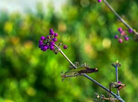 Japanese beauty or Callicarpa japonica in autumn in the Dnpropetrovsk Botanical Garden in Ukraine. photo