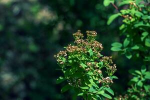 Spiraea ferganensis or meadowsweet. Faded branches of a plant in summer. Dry flower petals. photo