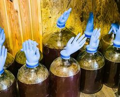 The correct fermentation process, making homemade wine. Glass bottles with huge blue inflated gloves on a wooden background. photo