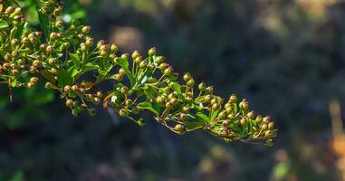 Unripe berries of scarlet firehorn Pyracantha coccinea, red firehorn photo