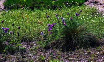 Beautiful Pulsatilla vulgaris in the garden in spring. Pulsatilla vulgaris, pasqueflower, is a species of flowering plant belonging to the buttercup family, Ranunculaceae. photo