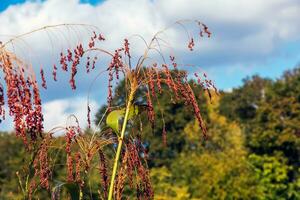 Common sorghum Sorghum bicolor grows in a farm field photo