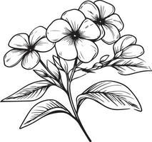 Flowers branch of Periwinkle, Hand drewn vector illustration Vintage design elements bouquet Periwinkle flower natural collection coloring page and book for adult and children isolate on white