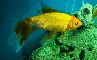 Several multi-colored bright fish swim in the aquarium. Aquarium with small pets. photo