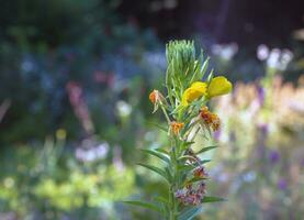 oenothera biennis floraciones en julio. oenothera biennis, el común onagra, es un especies de floración planta en el familia onagráceas. foto