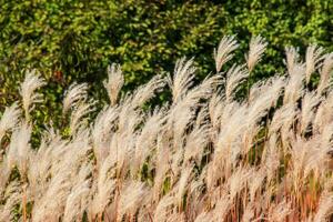 miscanthus sinensis se balancea en el viento. hermosa alto césped en el Dom se balancea en el viento foto