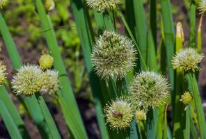 Allium fistulosum. Flowering onions in the garden. Edible plant, blooming perennial photo