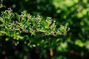 Nature spring background. Pyracantha coccinea white flowers in garden. White firethorn blossoming shrub outdoor. Blooming spring bush Pyracantha coccinea photo