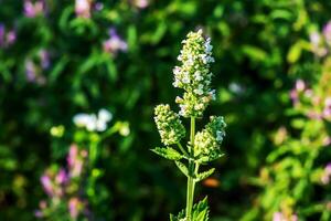 The aromatic catnip herb Nepeta cataria blooms. Catnip is used as a spice. Essential oil is used in dermatology and soap making. photo