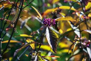 Callicarpa japonica or Japanese beautyberry branch with leaves and large clusters purple berries close up. photo