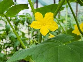 A flower on a young cucumber growing on a vine in a home greenhouse.Growing cucumbers. Agricultural background. photo