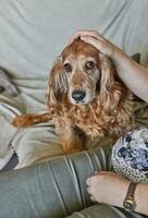 Owner is stroking red cocker spaniel lying on the sofa at home photo