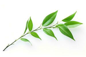 Fresh green leaves of tea tree branch isolated on white background. Generated by artificial intelligence photo