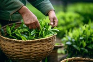 cosecha té hojas en plantación. generativo ai foto