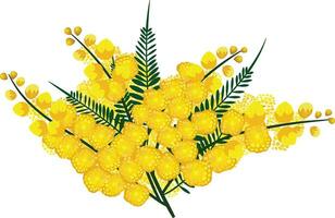 el dorado zarzo, Australia nacional flor vector ilustración, acacia pycnantha benth vector imagen