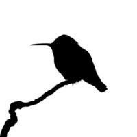 Perched Hummingbird Silhouette, can use Art Illustration, Website, Logo Gram, Pictogram or Graphic Design Element. Vector Illustration