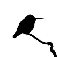 Perched Hummingbird Silhouette, can use Art Illustration, Website, Logo Gram, Pictogram or Graphic Design Element. Vector Illustration