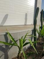 Euphorbia Eritrea with Spineless yucca photo