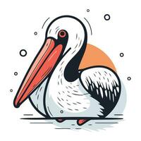 Pelican vector illustration. Isolated pelican on white background.