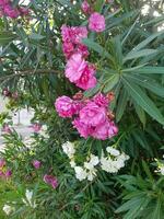 Lovely bright maginta oleander flowers photo