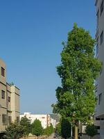 Beauty of Trees in the Heart of the City photo