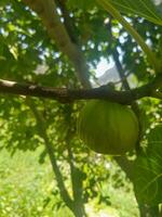 Ripe fig hanging from a tree branch photo