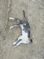 Cat lying on the ground photo