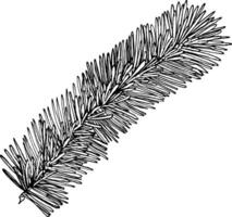 Graphic illustration of a spruce branch, hand drawn. vector