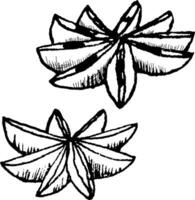 hand drawn vector illustration of star anise. Black and white sketch of anise star.